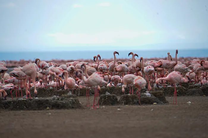 Lake Natron