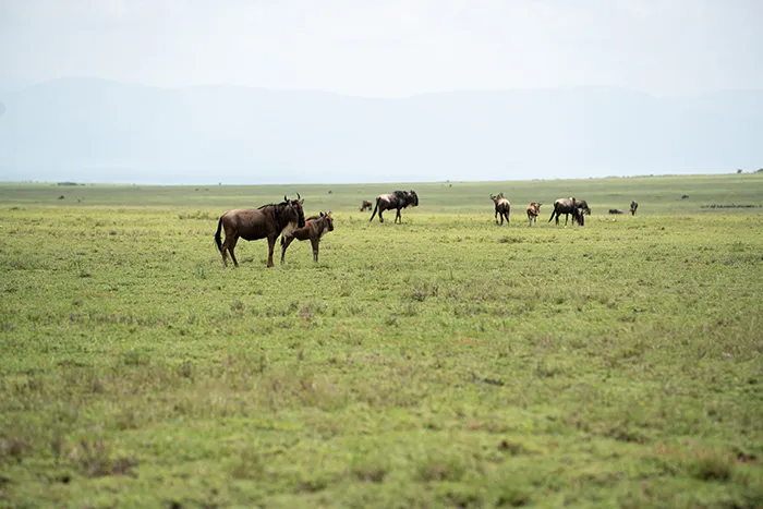 Leparkashi Plains