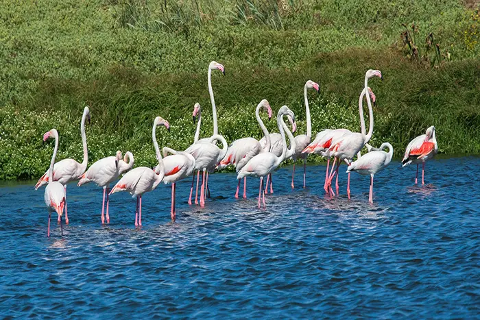 Lake Natron