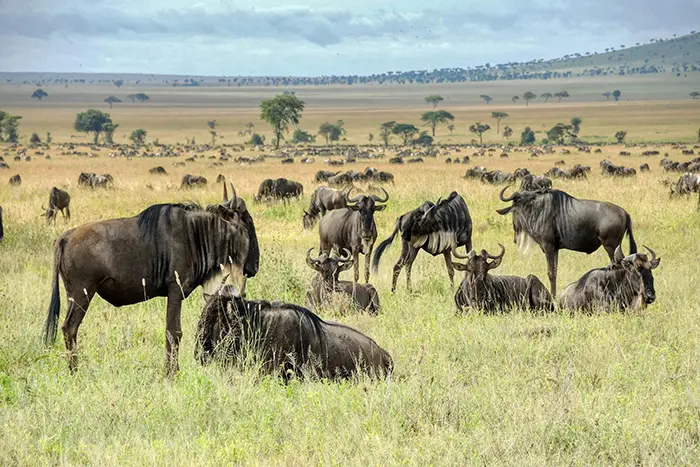 Ngorongoro Crater