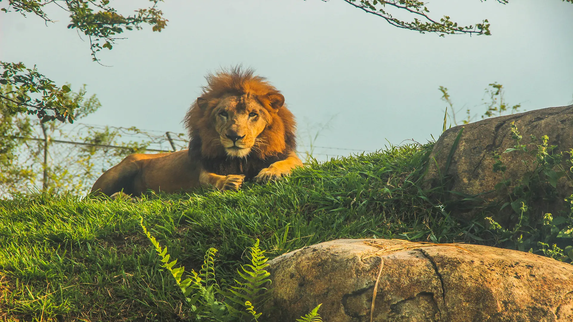 Tanzania Safari Packages