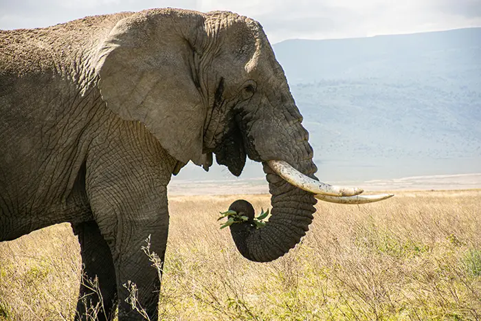 Tarangire National Park